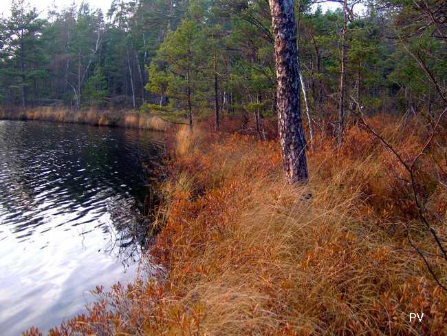 Svartsjöns nordöstra hörn i höstlig kvällssol. Vill du se flera foton från området, klicka på bilden.