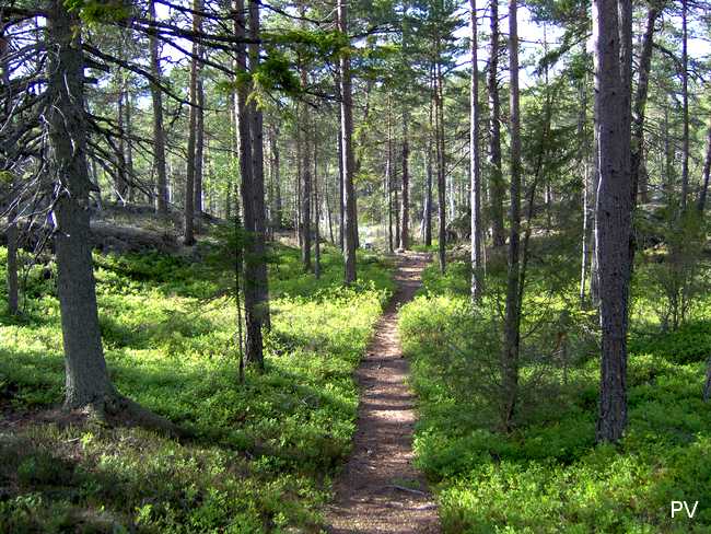 Vår egen Hasse på väg från Tornberget mot Orrkojan. Om du vill se fler foton från området, klicka på bilden.