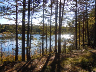 trehorn