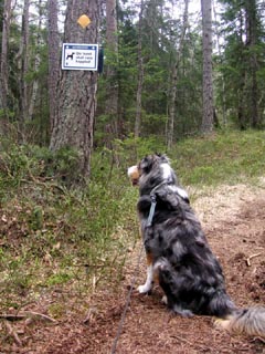 kopplad hund