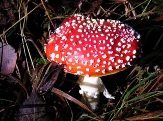 starten