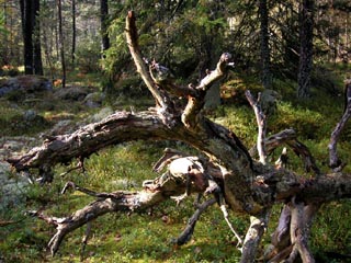 starten